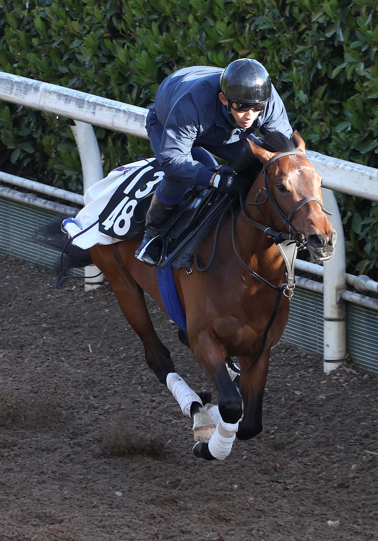 坂路を単走で追い切るオフトレイル（撮影・白石智彦）