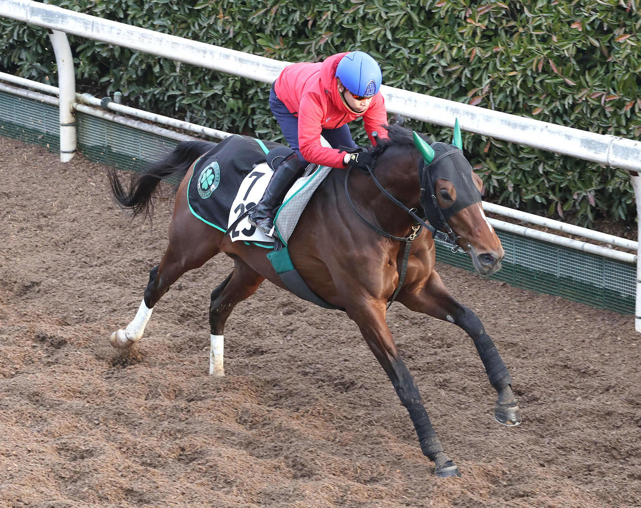 サヴォーナ（2024年3月13日撮影）