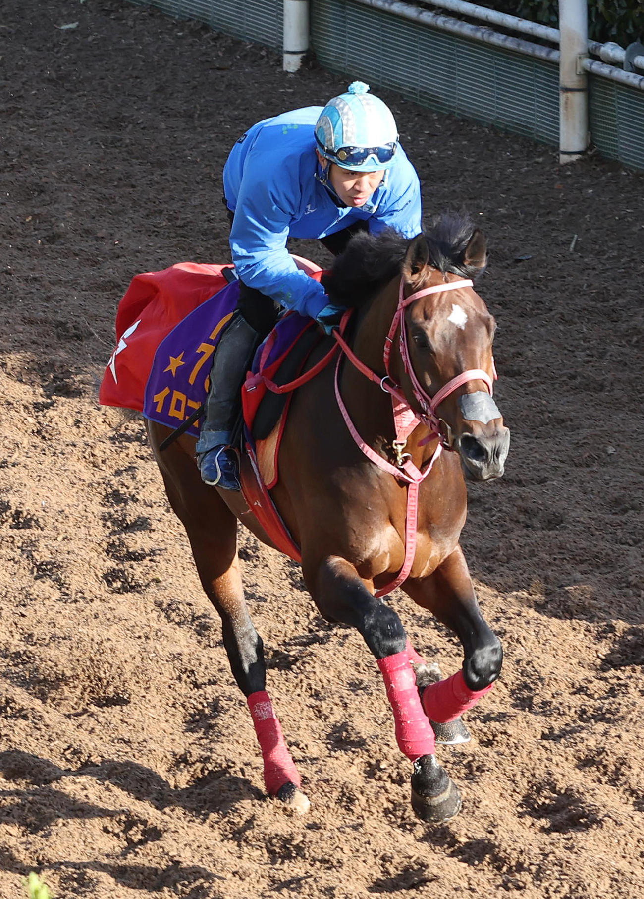 黒岩騎手を背に坂路を単走で追い切るイロゴトシ（撮影・白石智彦）