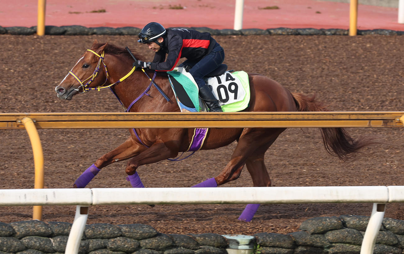 11日、CWコースで追い切るテーオードレフォン