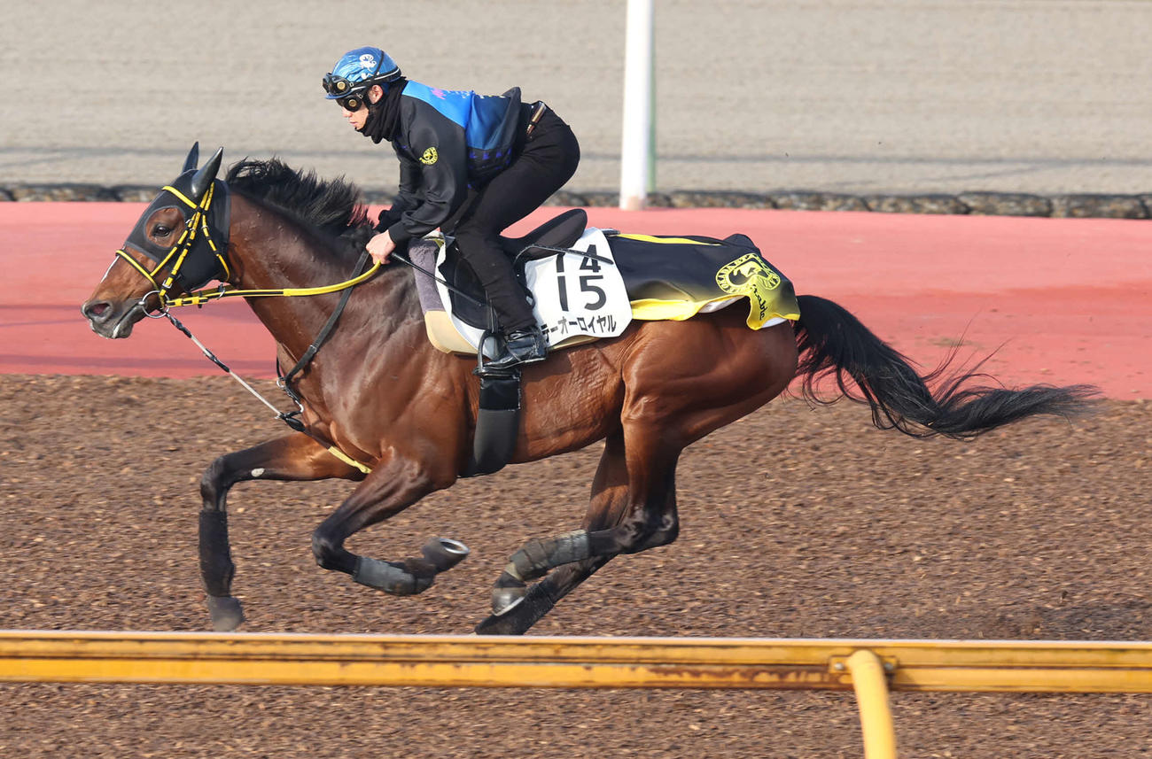 菱田騎手を背にCウッドで追い切るテーオーロイヤル