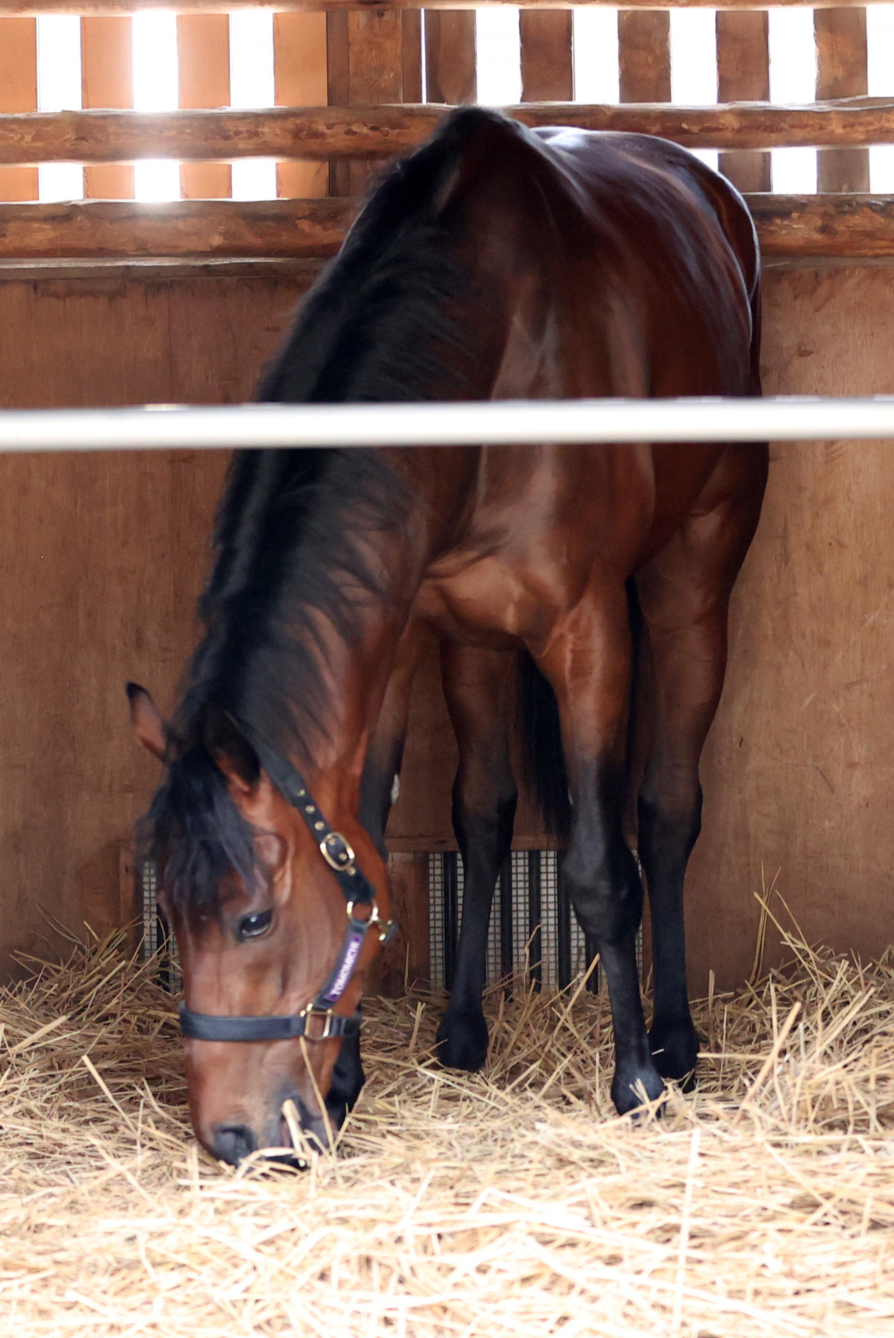 中山競馬場に到着したジャスティンミラノは馬房でくつろぐ（撮影・柴田隆二）