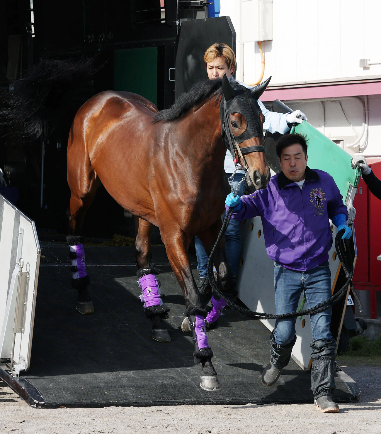 中山競馬場に到着したジャスティンミラノ（撮影・柴田隆二）