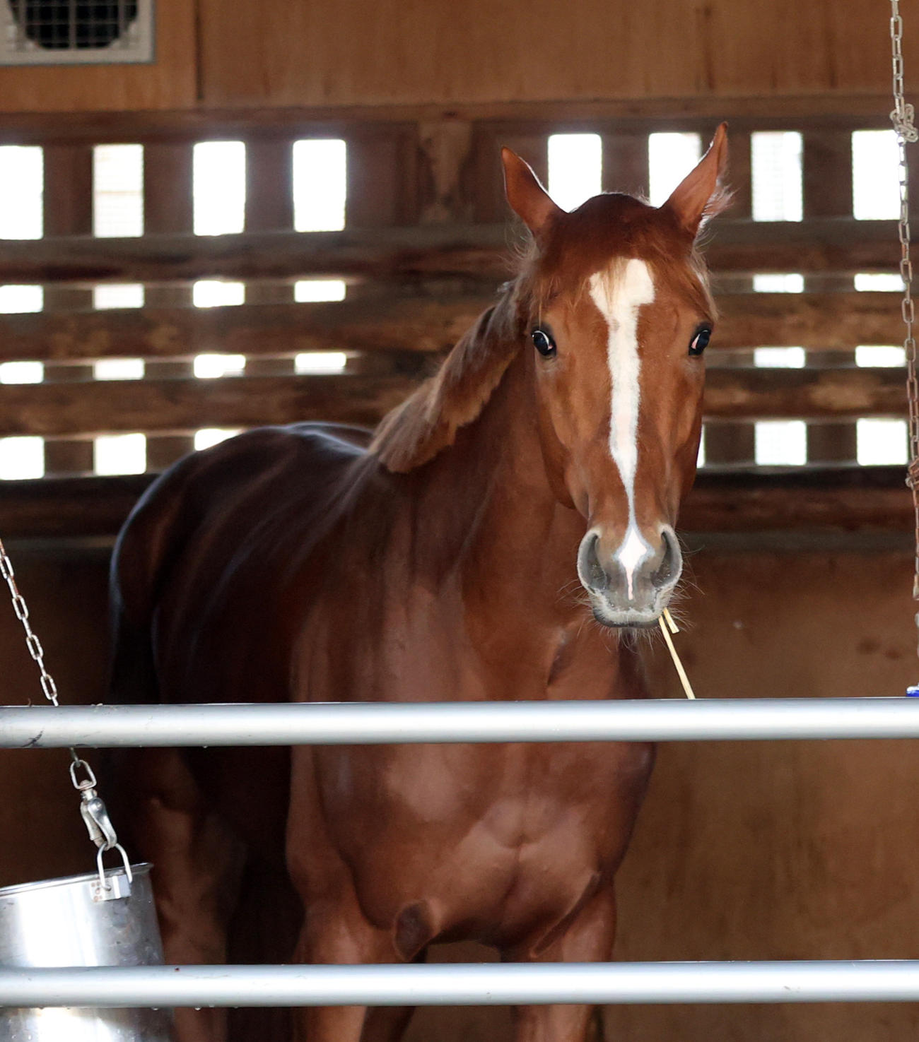 中山競馬場に到着したビザンチンドリームは馬房でくつろぐ（撮影・柴田隆二）