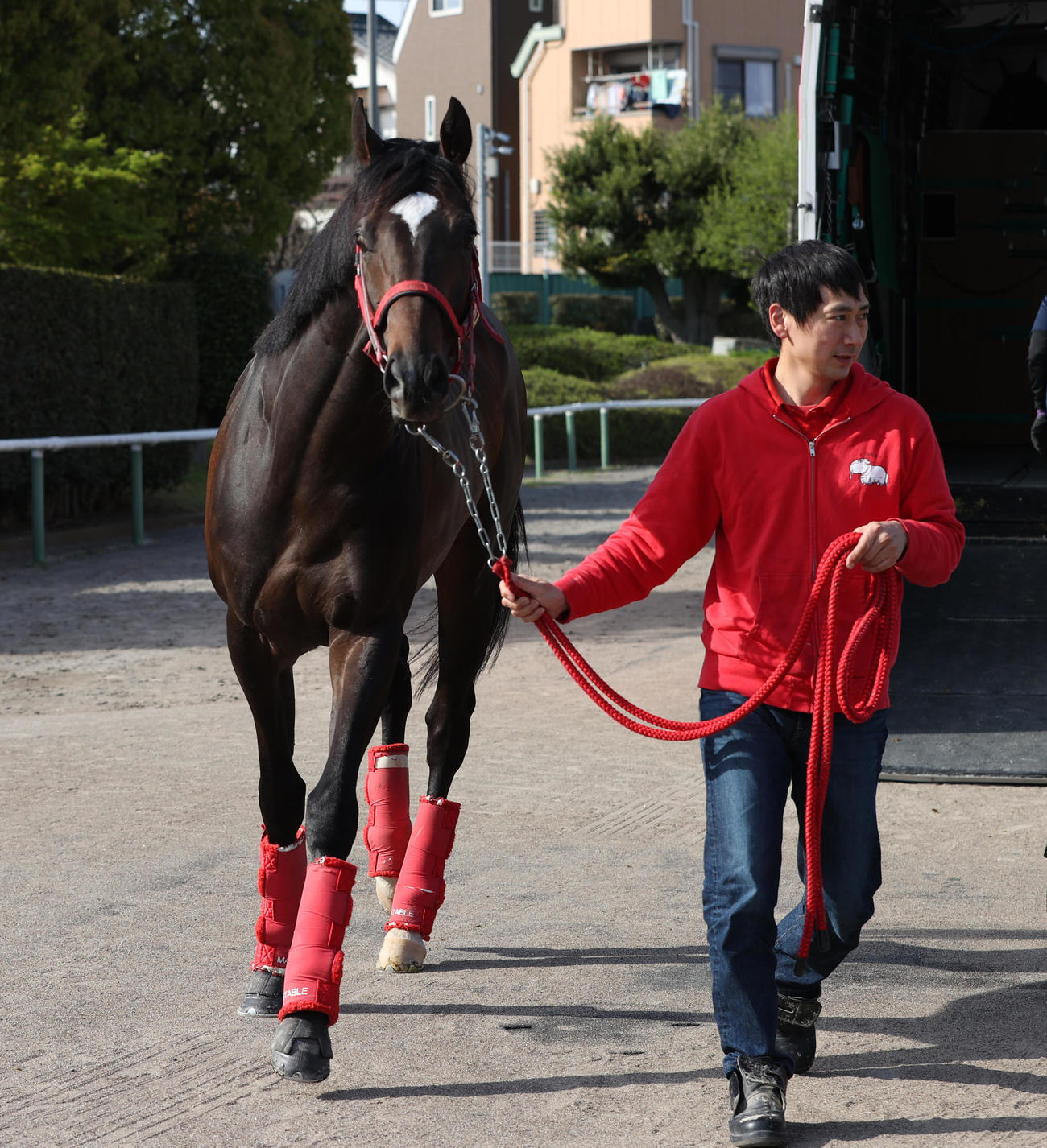 中山競馬場に到着したエコロヴァルツ（撮影・柴田隆二）