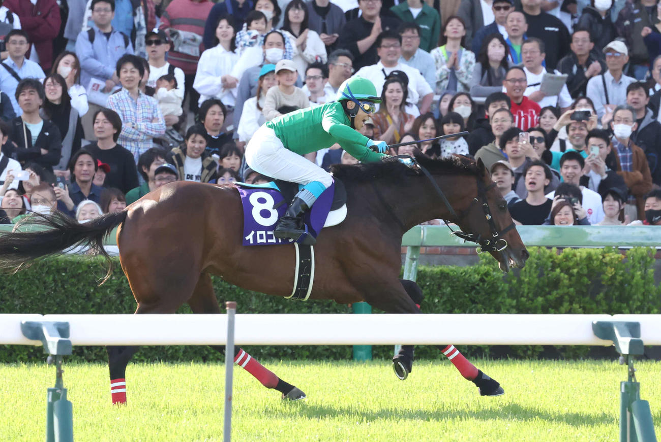 中山GJの最後の直線で雄たけびを上げてゴールへ向かうイロゴトシの黒岩騎手（撮影・丹羽敏通）