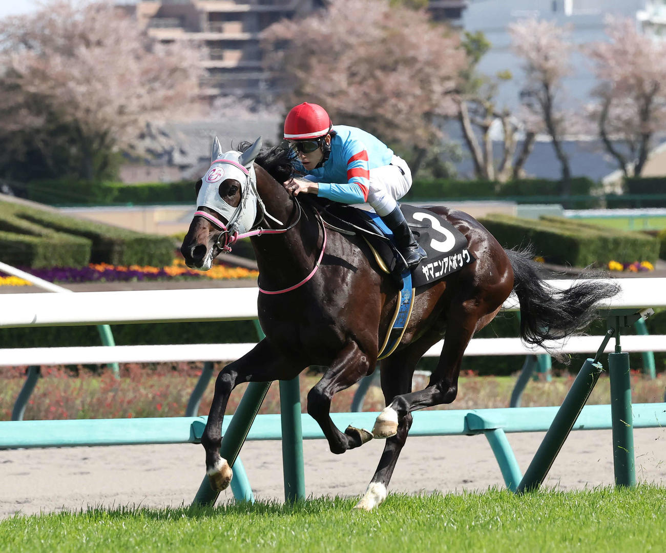 中山9R、山藤賞を制したヤマニンアドホックと津村騎手（撮影・丹羽敏通）