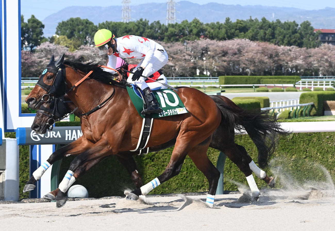アンタレスSを制したミッキーヌチバナ（撮影・前岡正明）