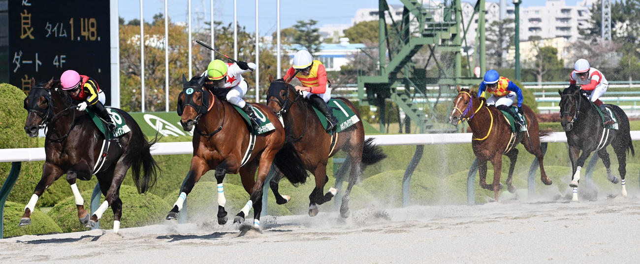 アンタレスSを制したミッキーヌチバナ（撮影・前岡正明）