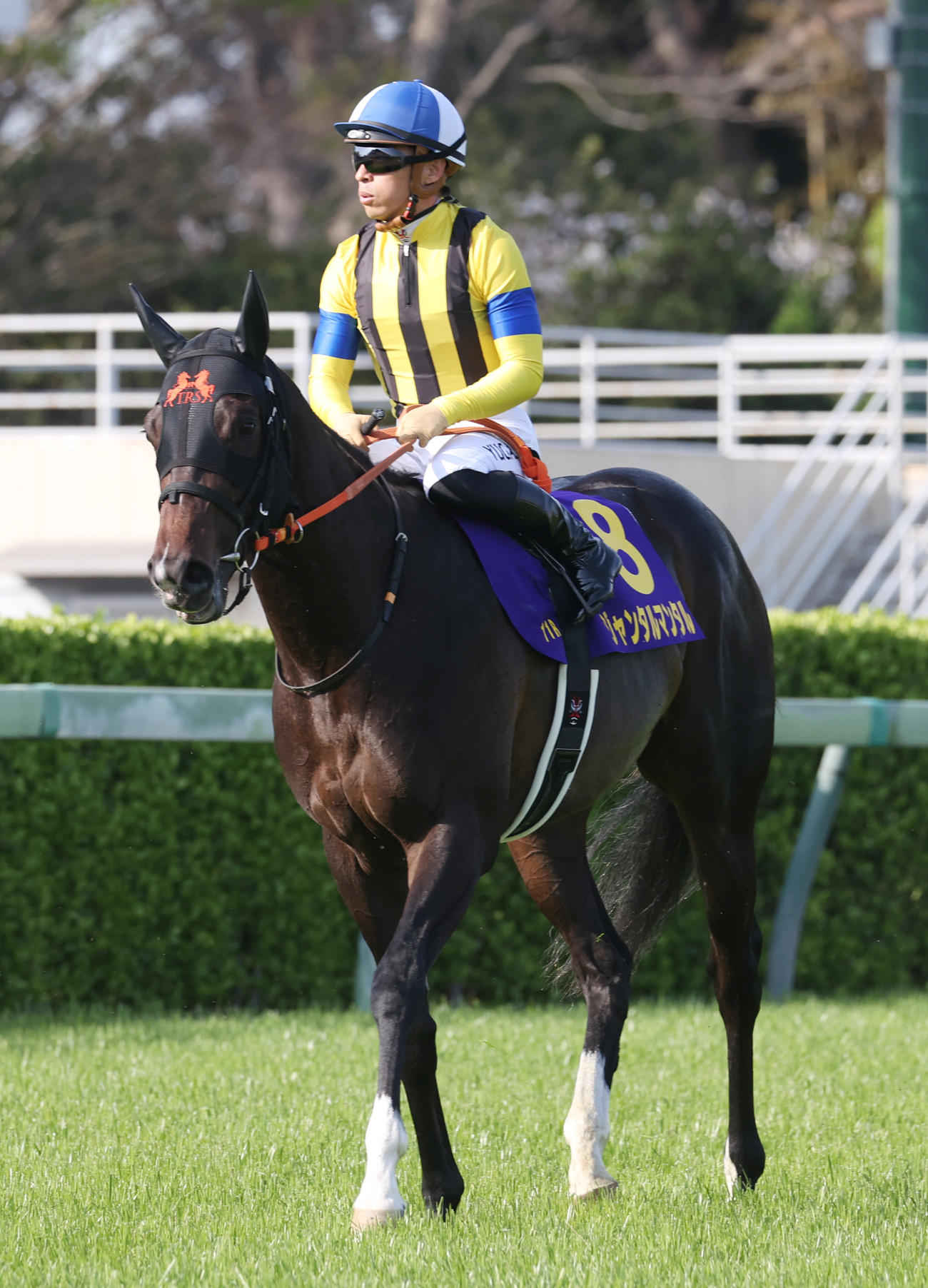 皐月賞で3着のジャンタルマンタルと川田将雅騎手（撮影・柴田隆二）
