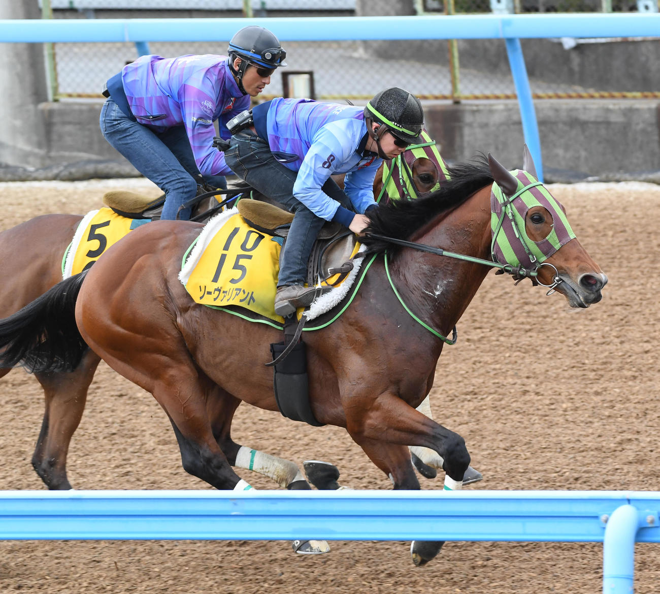 ソーヴァリアント（右）はグランベルナデットと併せて追い切る（撮影・柴田隆二）