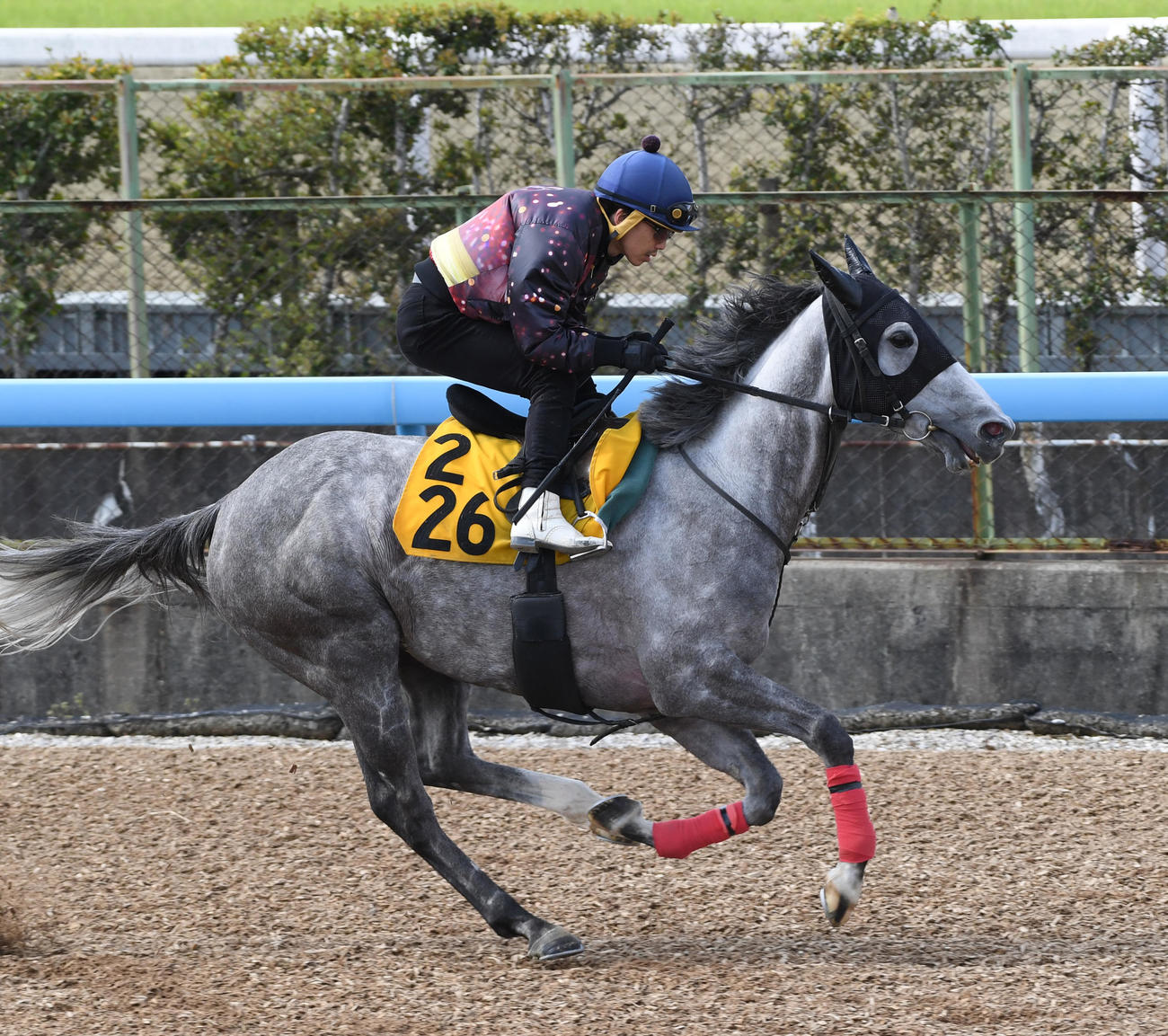 松岡騎手を背に追い切りするウインピクシス（撮影・柴田隆二）