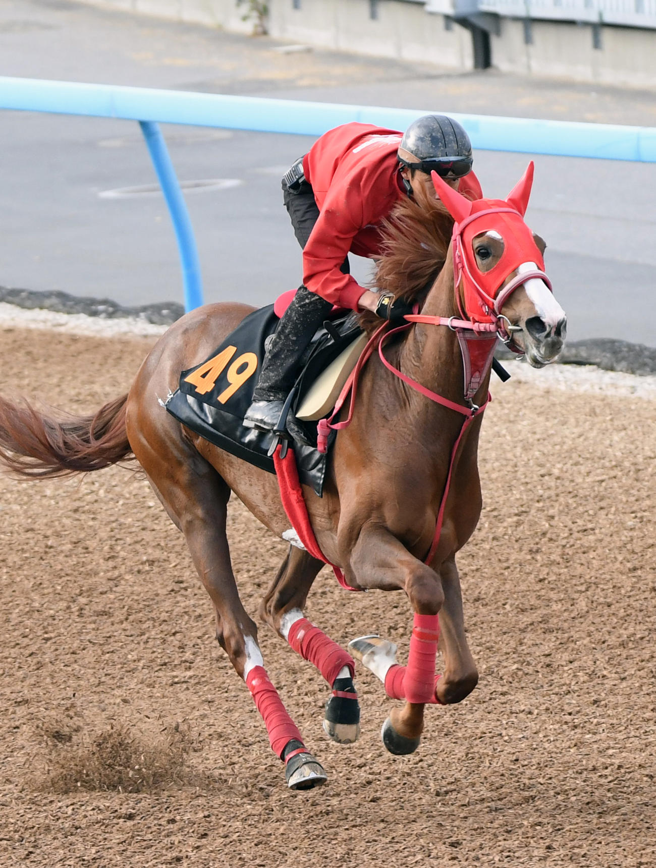 ウッドチップで追い切るアドマイヤベル（撮影・柴田隆二）