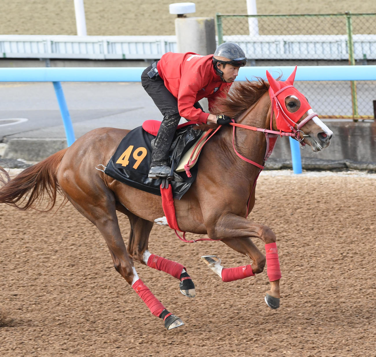 ウッドチップで追い切るアドマイヤベル（撮影・柴田隆二）