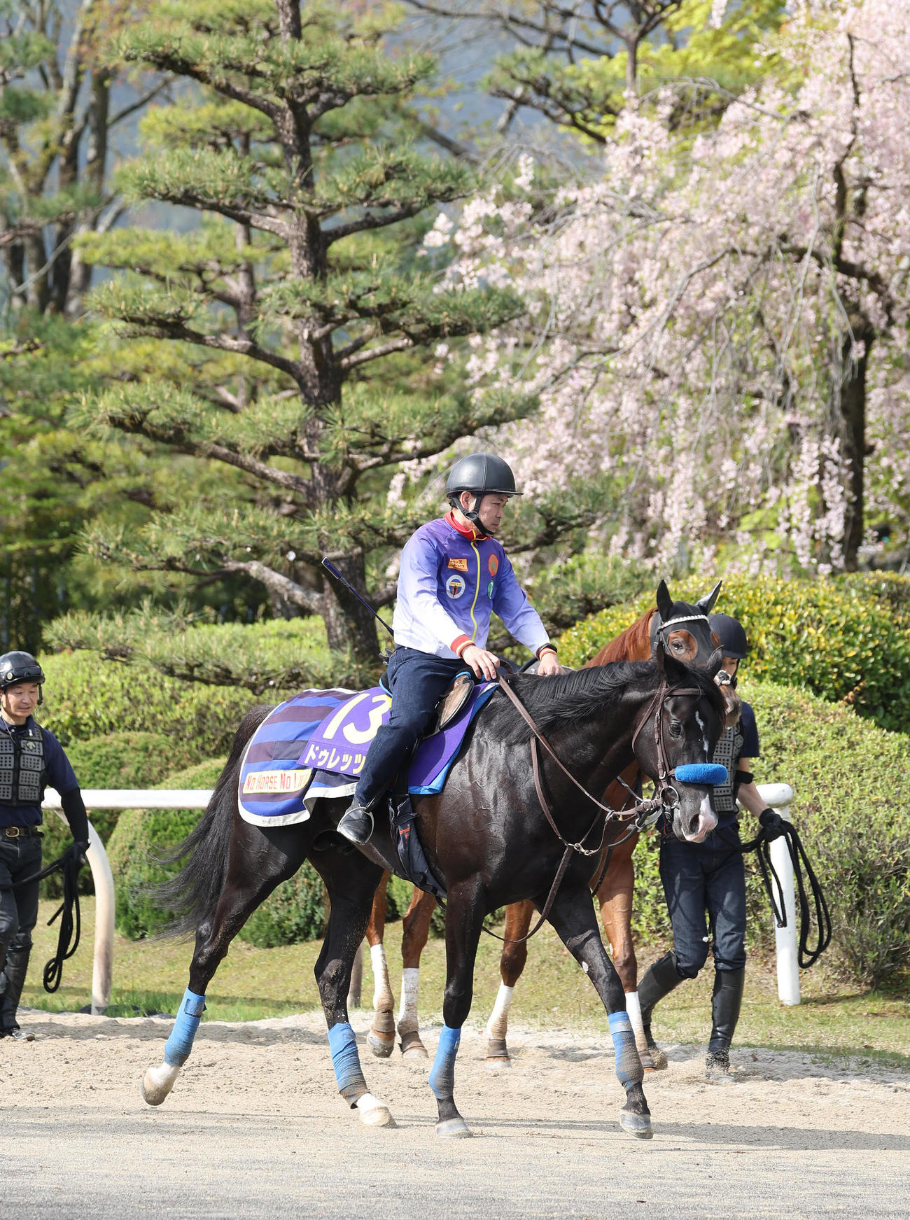 しだれ桜をバックに調教から引き揚げるドゥレッツァ（撮影・白石智彦）