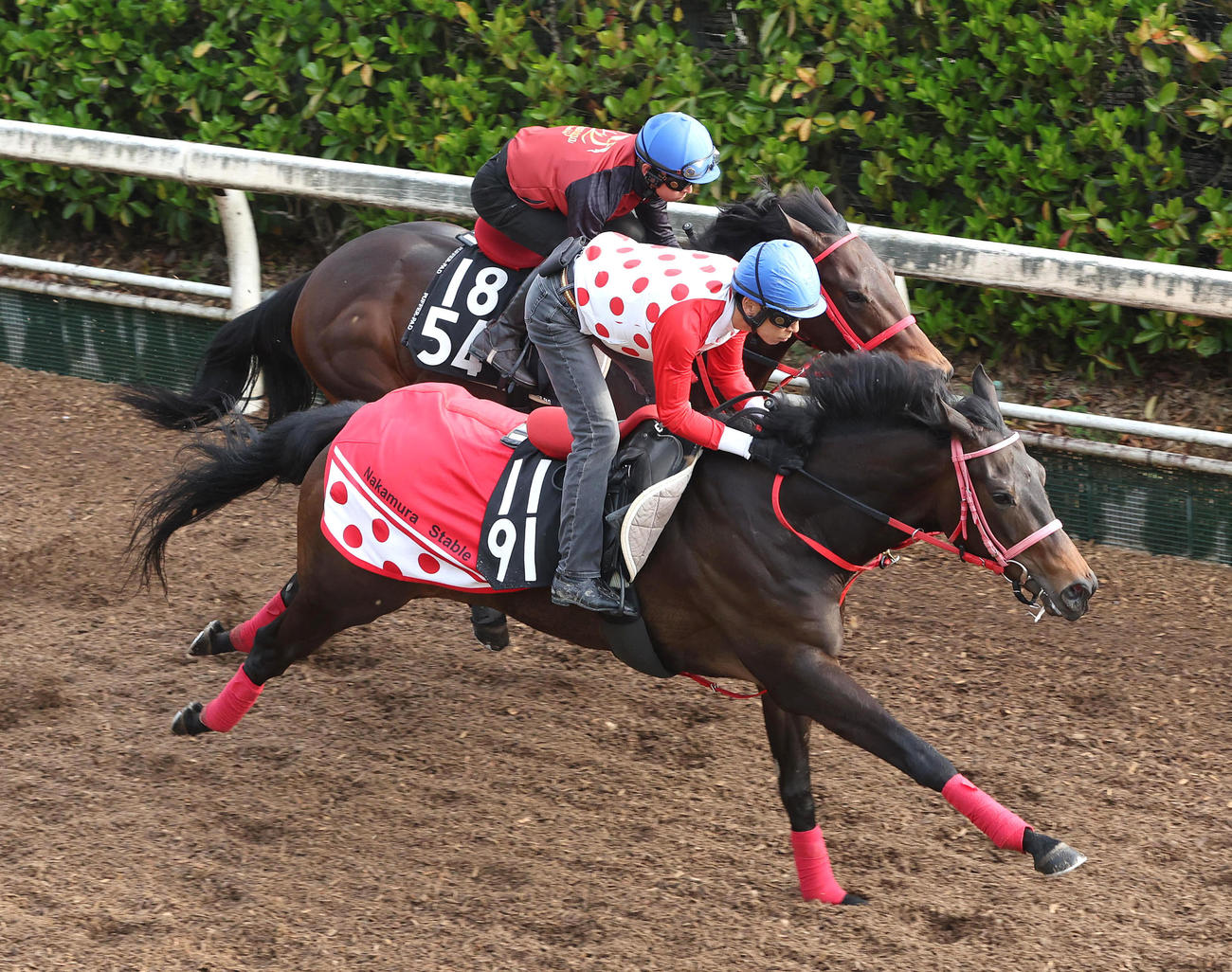 田中健騎手を背に坂路をカーロアヴァンティ（左）と併せ馬で追い切るラヴァンダ（撮影・白石智彦）