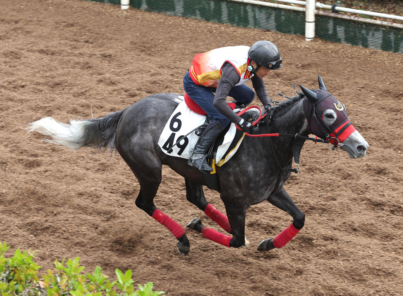 坂路を単走で追い切るコスタボニータ（撮影・白石智彦）