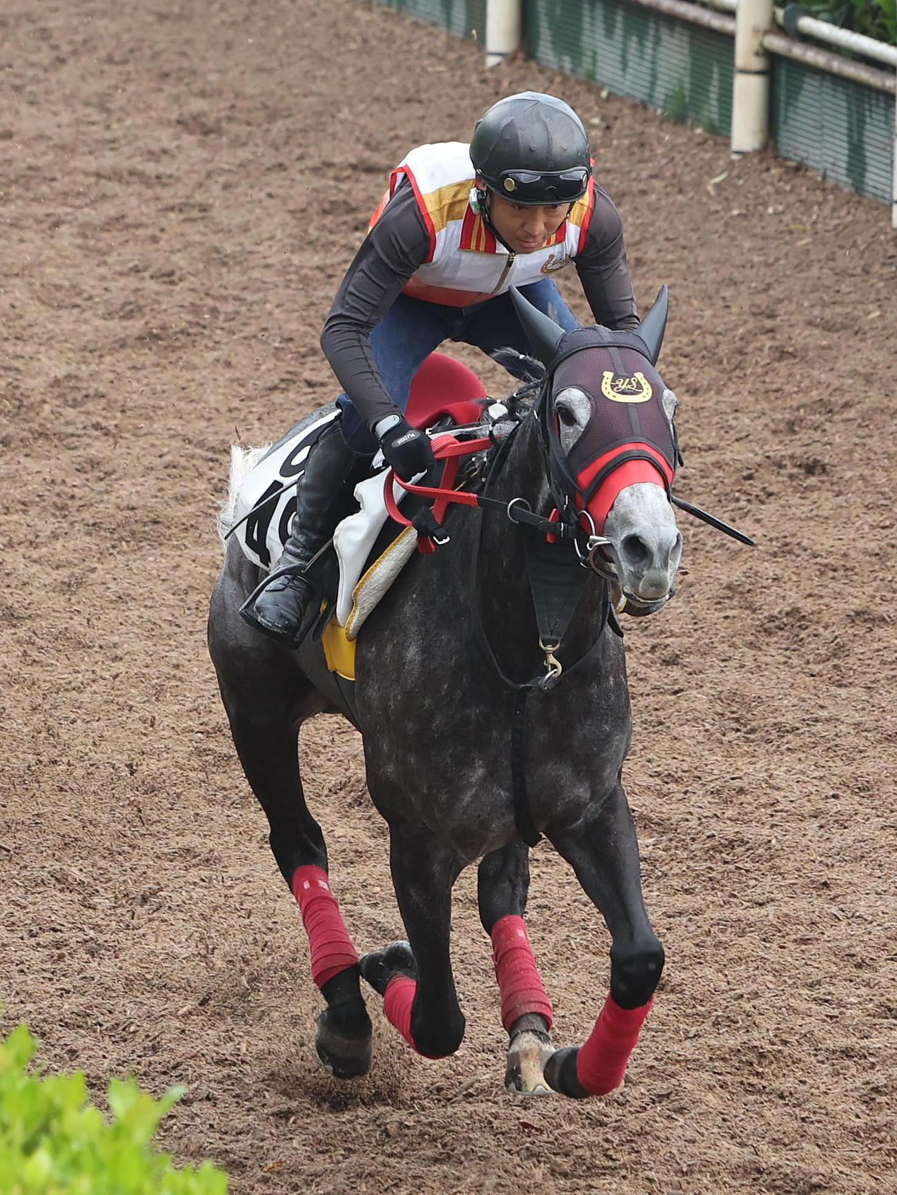 坂路を単走で追い切るコスタボニータ（撮影・白石智彦）