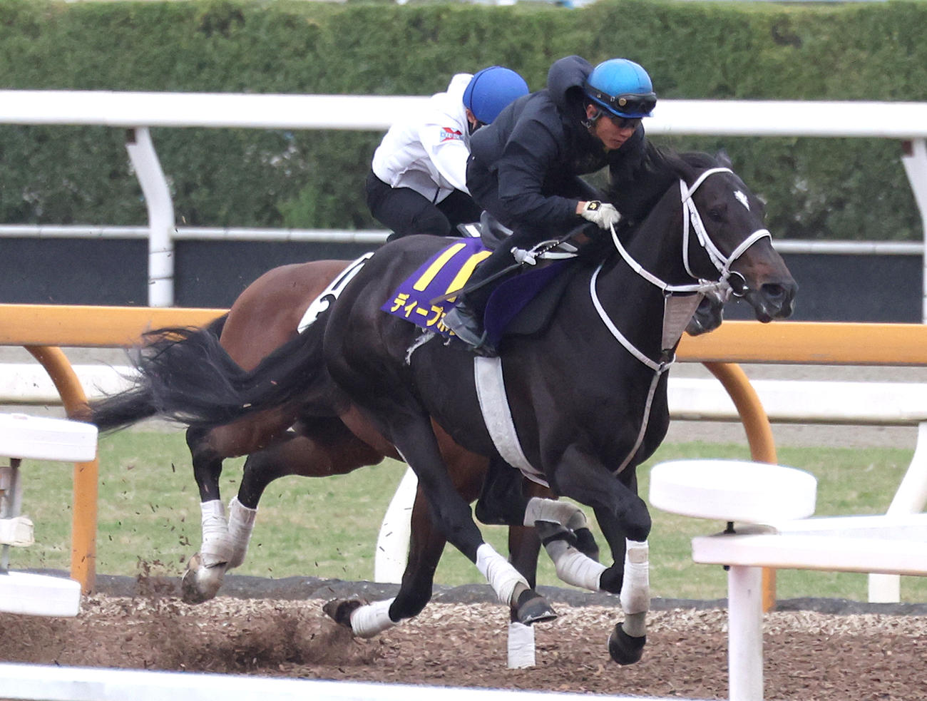 幸騎手を背にCウッドをハンディーズピーク（左）と併せ馬で追い切るディープボンド（撮影・白石智彦）