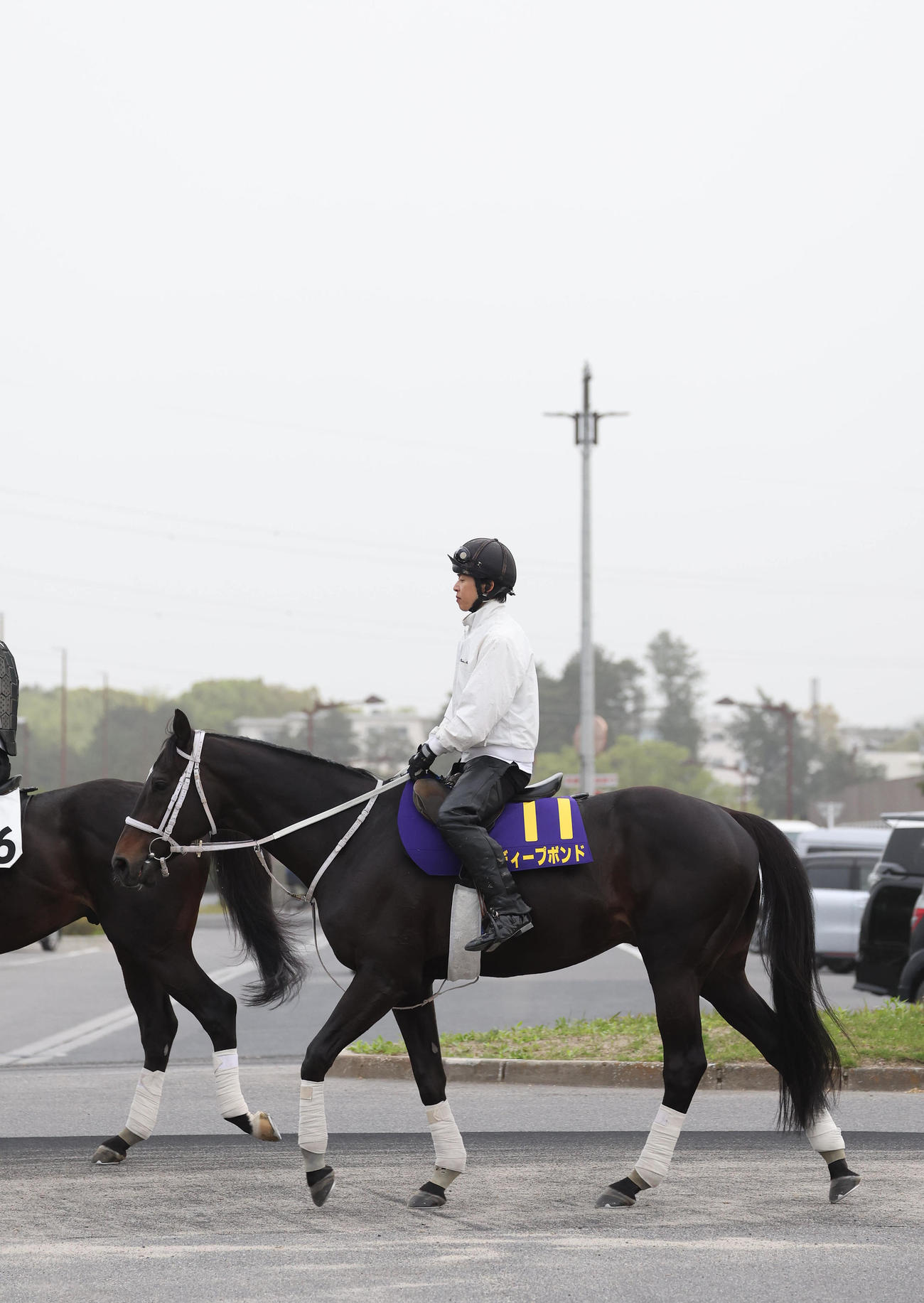 厩舎周りで運動するディープボンド（撮影・白石智彦）