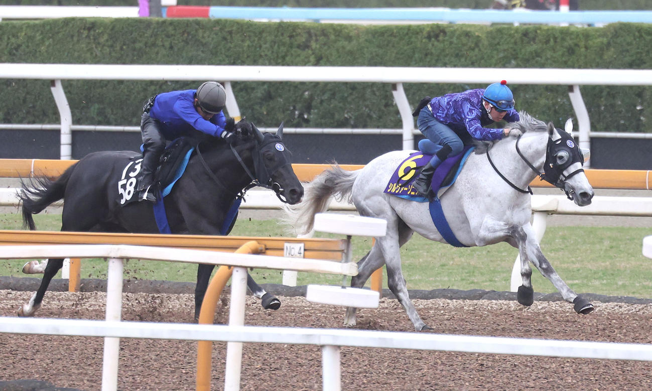 水口騎手を背にCウッドをブラックルチル（左）と併せ馬で追い切るシルヴァーソニック（撮影・白石智彦）