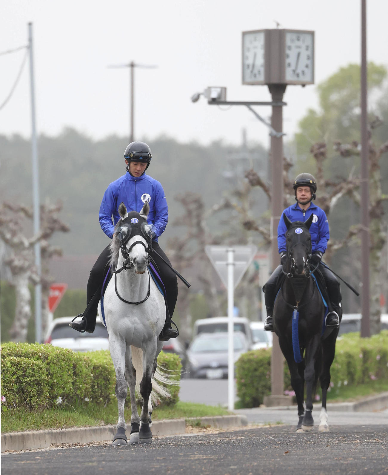 厩舎周りで運動するシルヴァーソニック（左）（撮影・白石智彦）