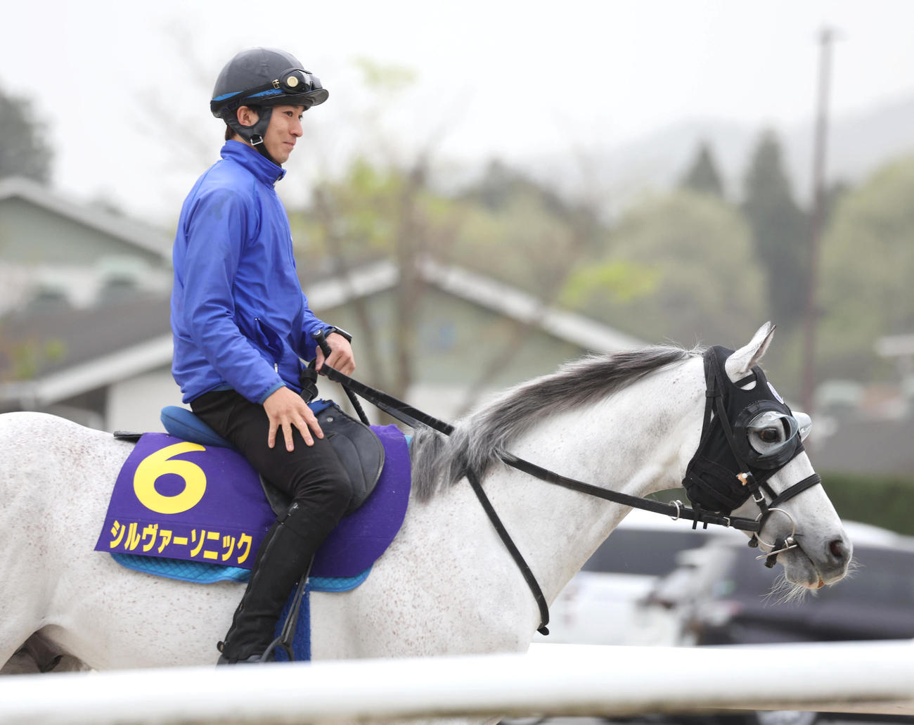 厩舎周りで運動するシルヴァーソニック（撮影・白石智彦）