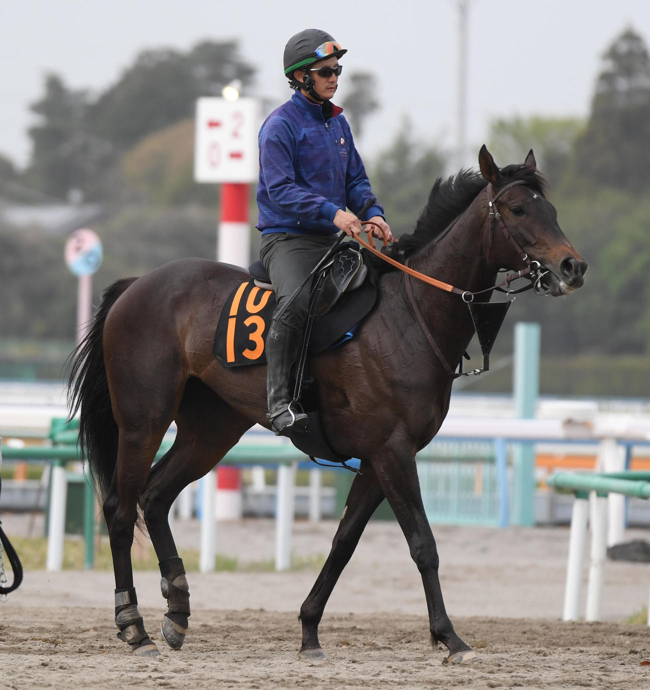 追い切りを終えて引き揚げるバロネッサ（撮影・柴田隆二）