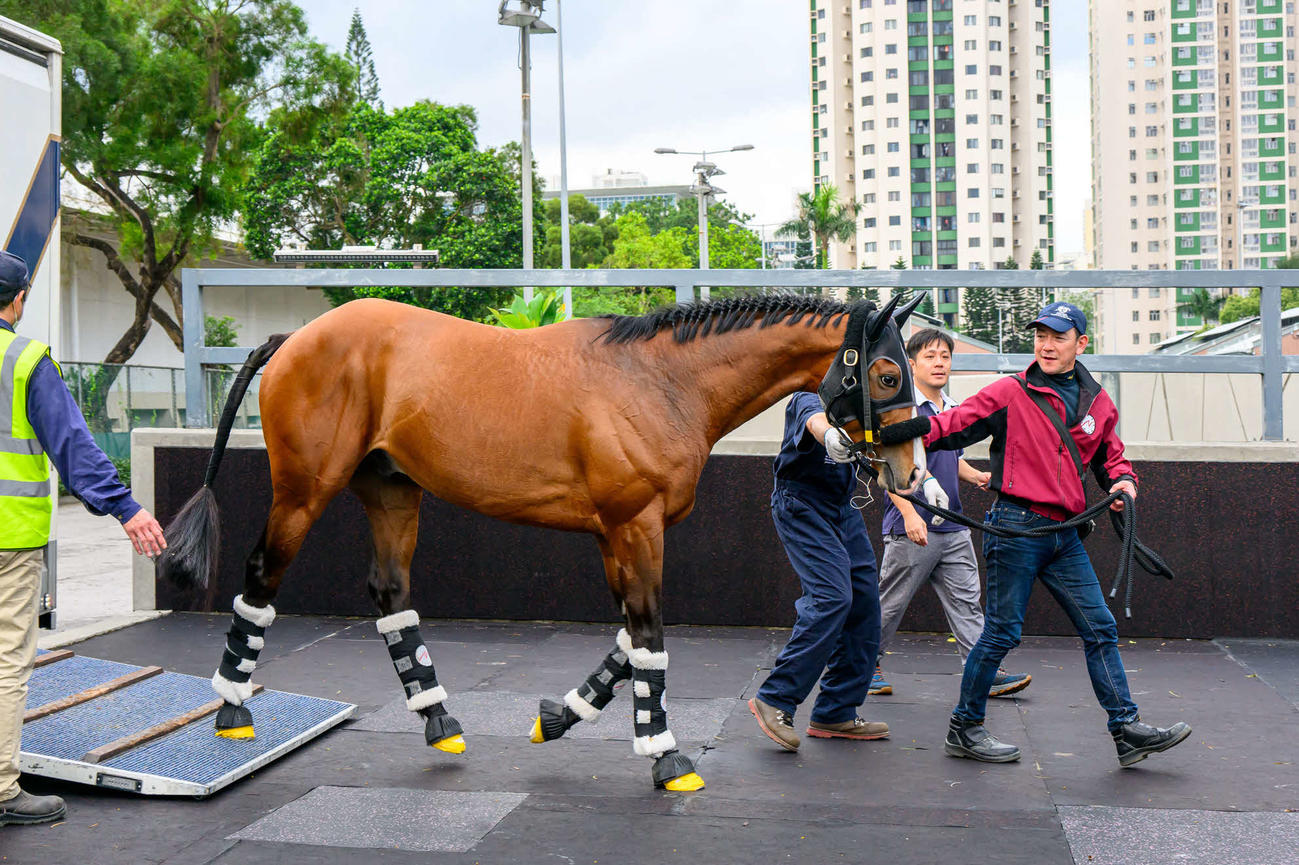 シャティン競馬場に到着したプログノーシス（C）The　Hong　Kong　Jockey　Club