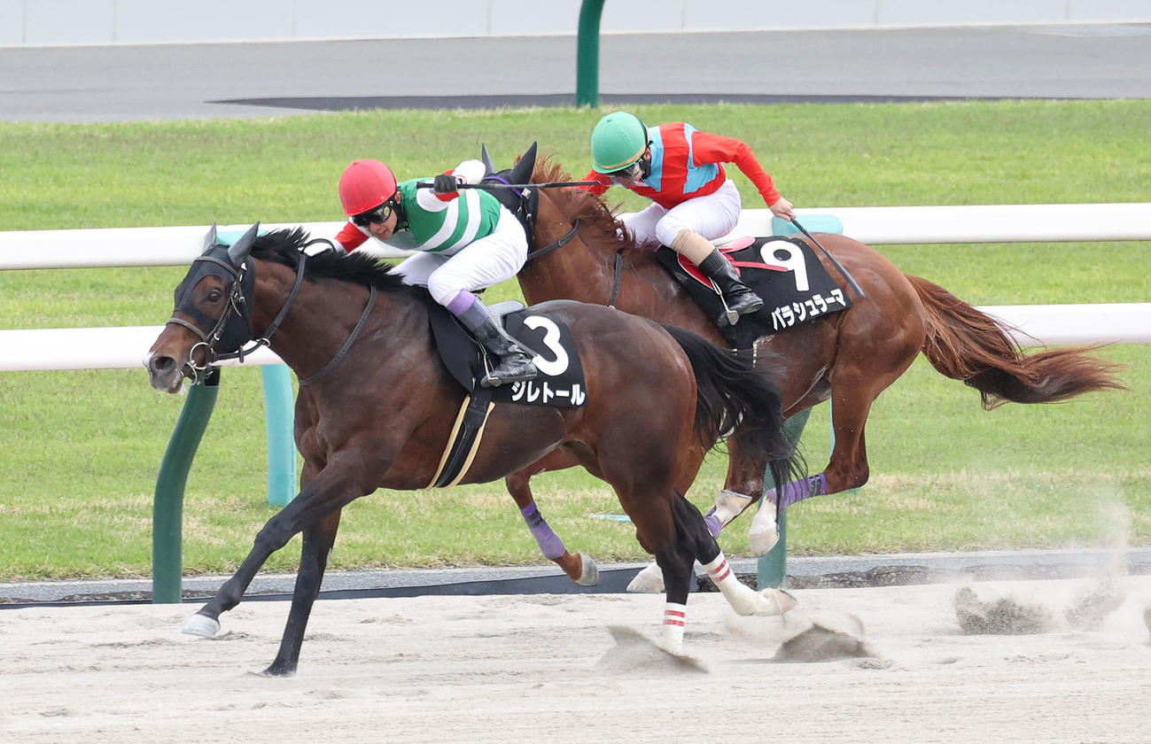 京都11R、直線鋭く伸びて天王山Sを制したジレトール（手前）（撮影・白石智彦）