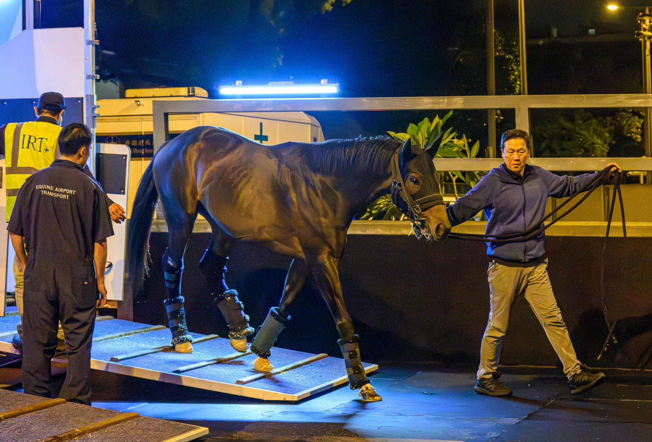 シャティン競馬場に到着したノースブリッジ（C）The Hong Kong Jockey Club