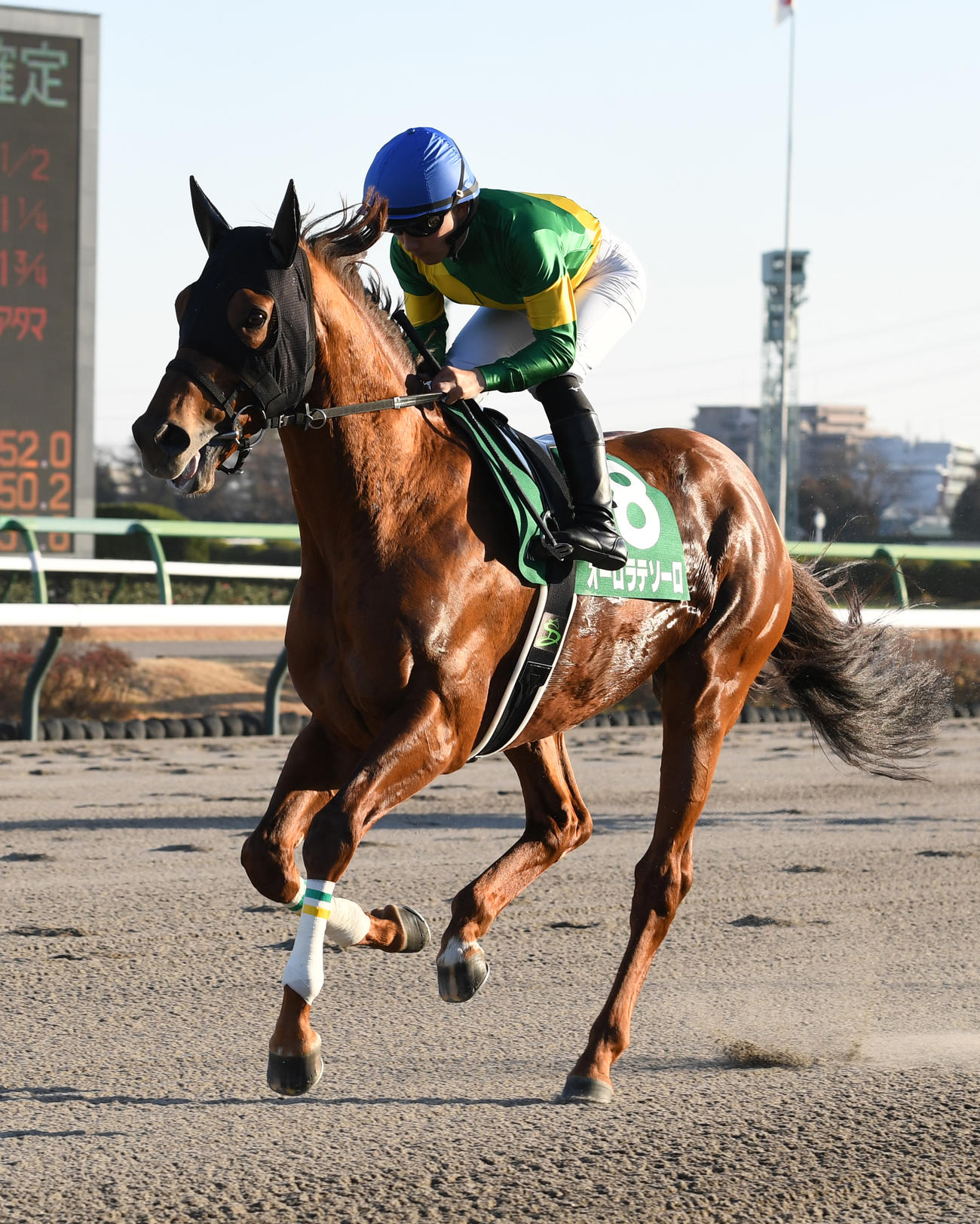 オーロラテソーロ（2023年12月撮影）