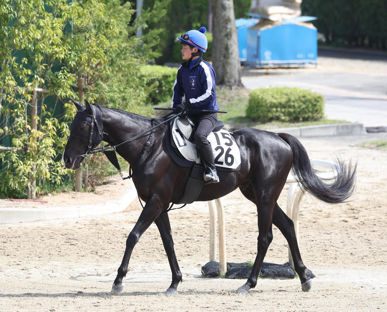 ニホンピロキーフ（2024年4月17日撮影）