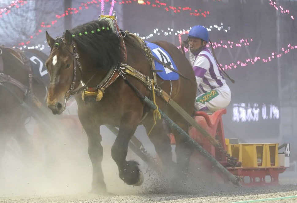 帯広8Rを制したジェイホースワン。管理する坂本東一師は1500勝達成（提供・ばんえい十勝）