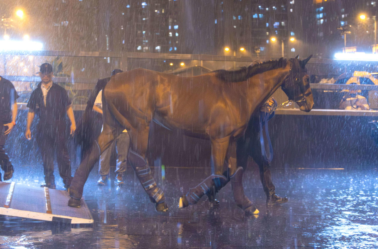 シャティン競馬場に到着したオオバンブルマイ（C）The Hong Kong Jockey Club