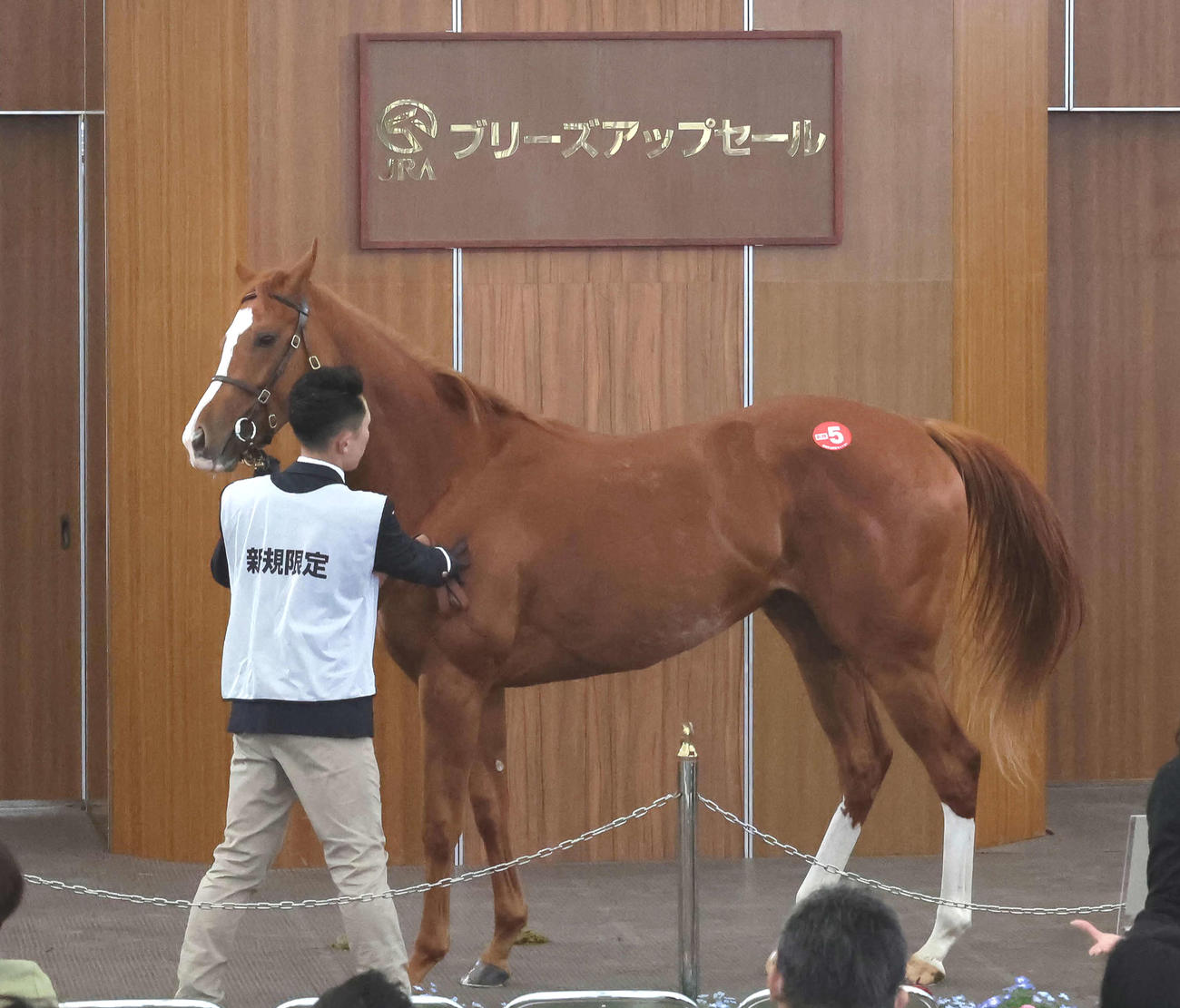 ブリーズアップセールで1450万円で競り落とされたアドマイヤラック2022（撮影・丹羽敏通）