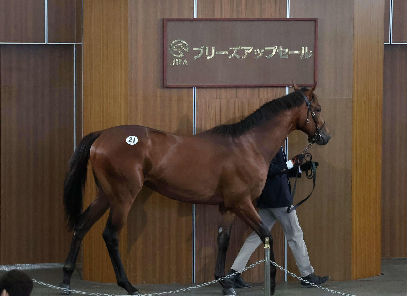 ブリーズアップセールで2400万円で競り落とされたハートフルデイズ2022（撮影・丹羽敏通）