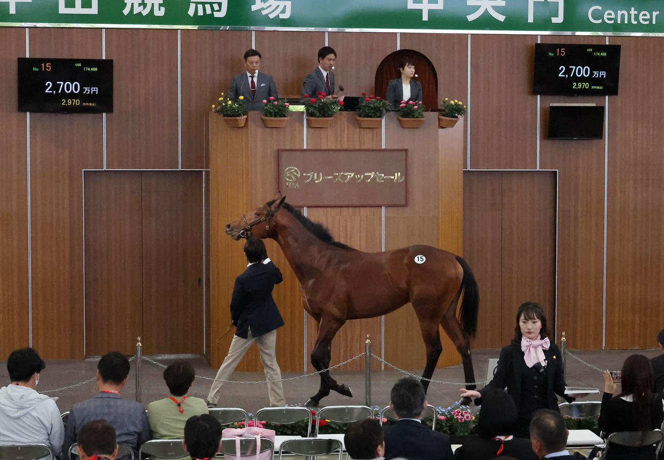 ブリーズアップセールで2700万円で競り落とされたトウカイライフ2022（撮影・丹羽敏通）