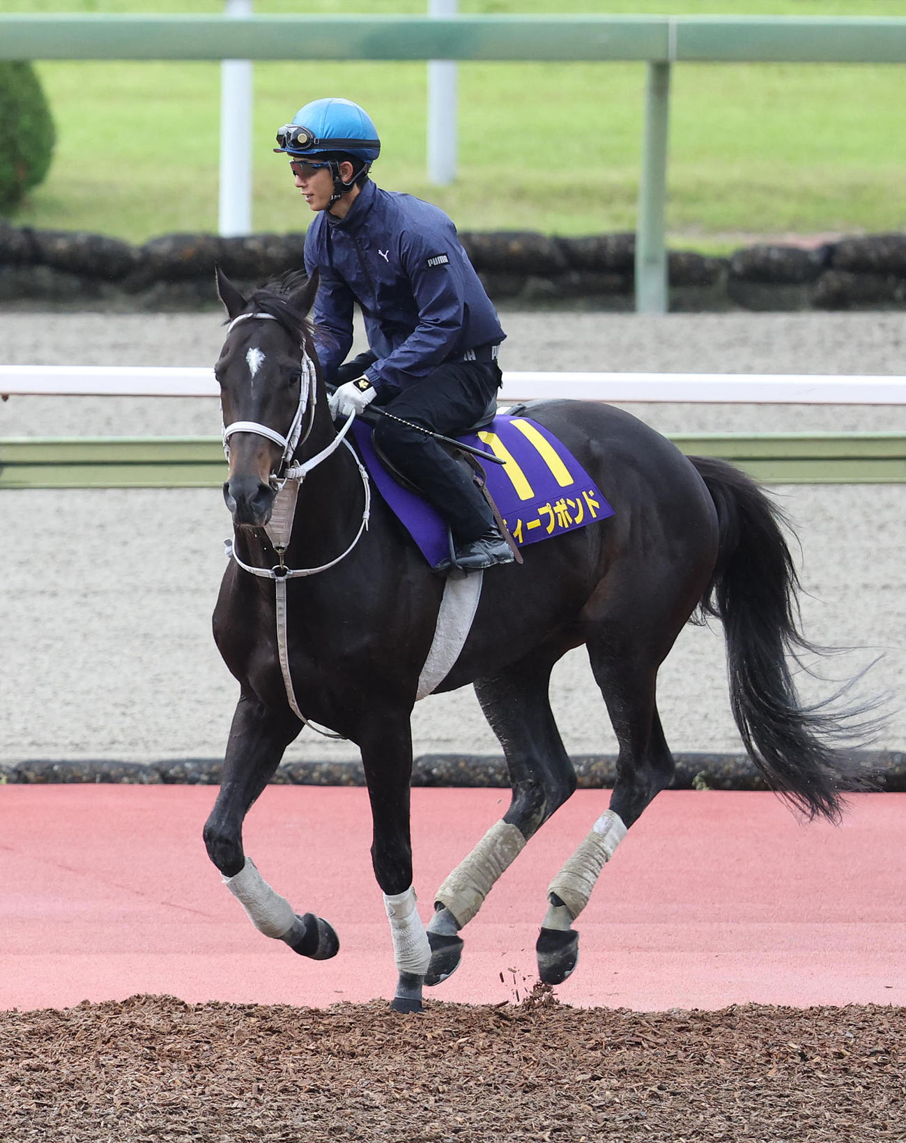 幸騎手を背に馬場入りするディープボンド（撮影・白石智彦）