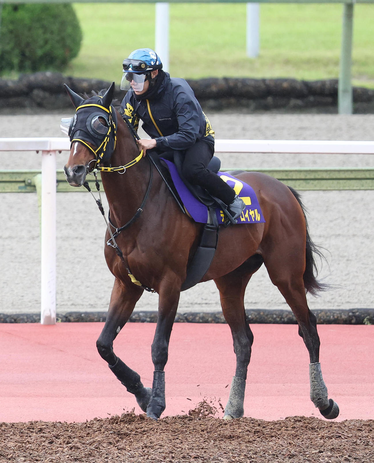 菱田騎手を背に馬場入りするテーオーロイヤル（撮影・白石智彦）