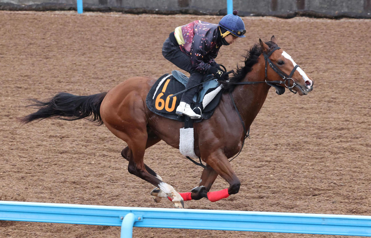 ウインマクシマムは松岡騎手を背に美浦ウッドを単走で追い切られた（撮影・丹羽敏通）