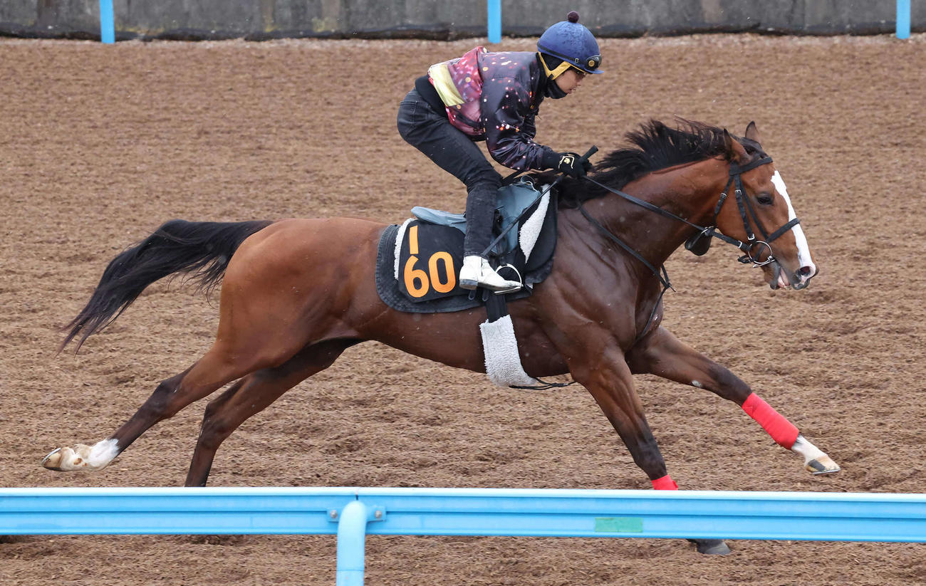 ウインマクシマムは松岡騎手を背に美浦ウッドを単走で追い切られた（撮影・丹羽敏通）