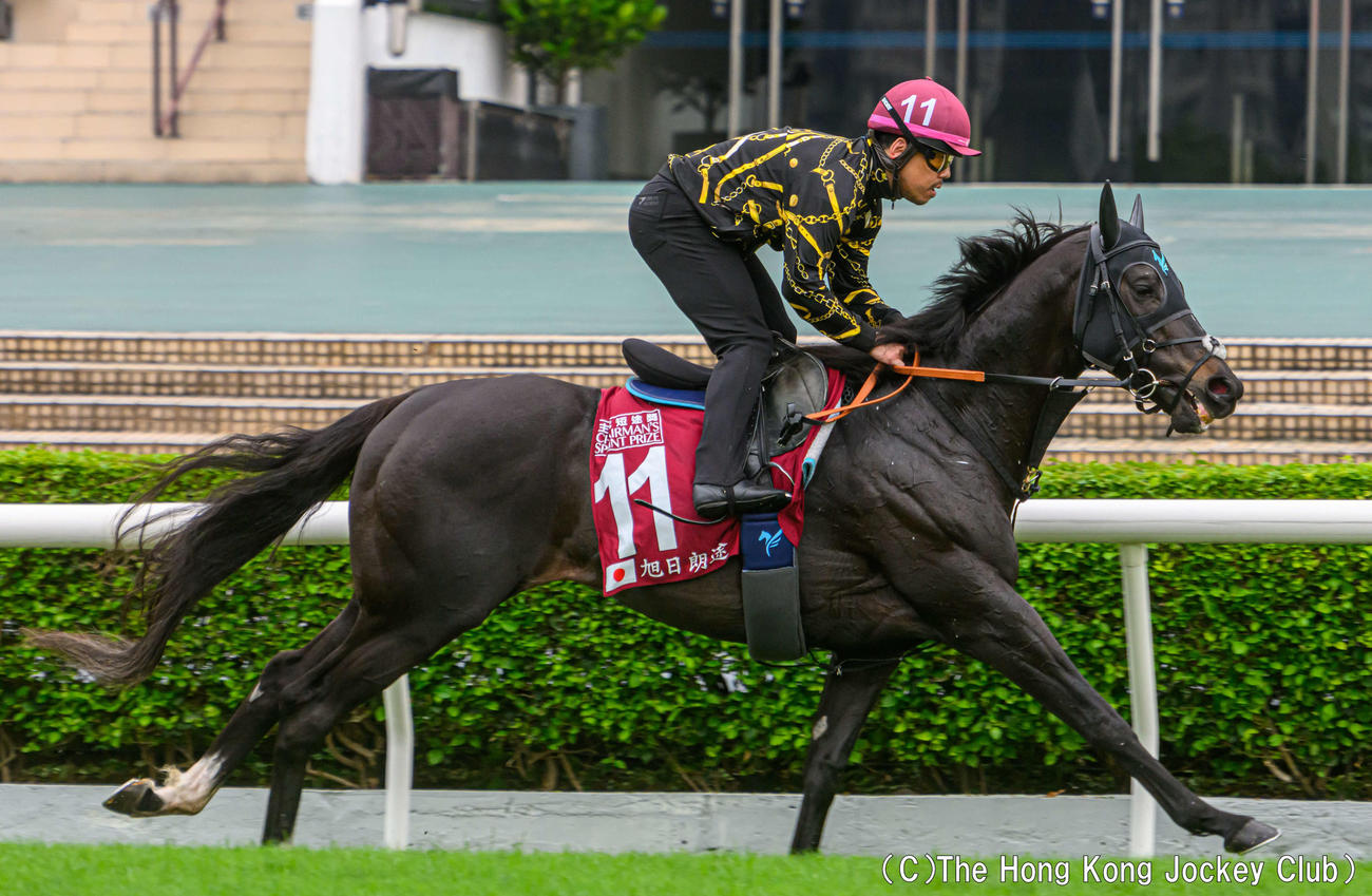 シャティン競馬場の芝で追い切ったサンライズロナウド