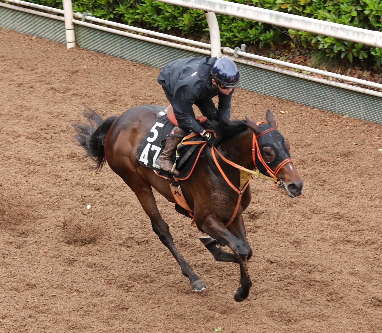 24日、坂路コースを単走で追い切るショウナンラプンタ