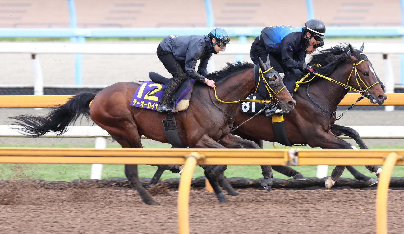 菱田騎手を背にCWコースにて3頭併せで追い切るテーオーロイヤル（左）　