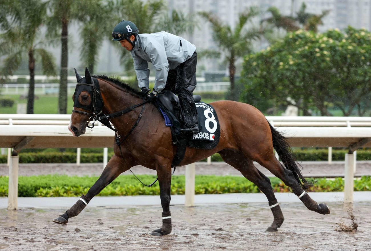 26日朝、雨の中で調教するプログノーシス（（C）The Hong Kong Jockey Club）