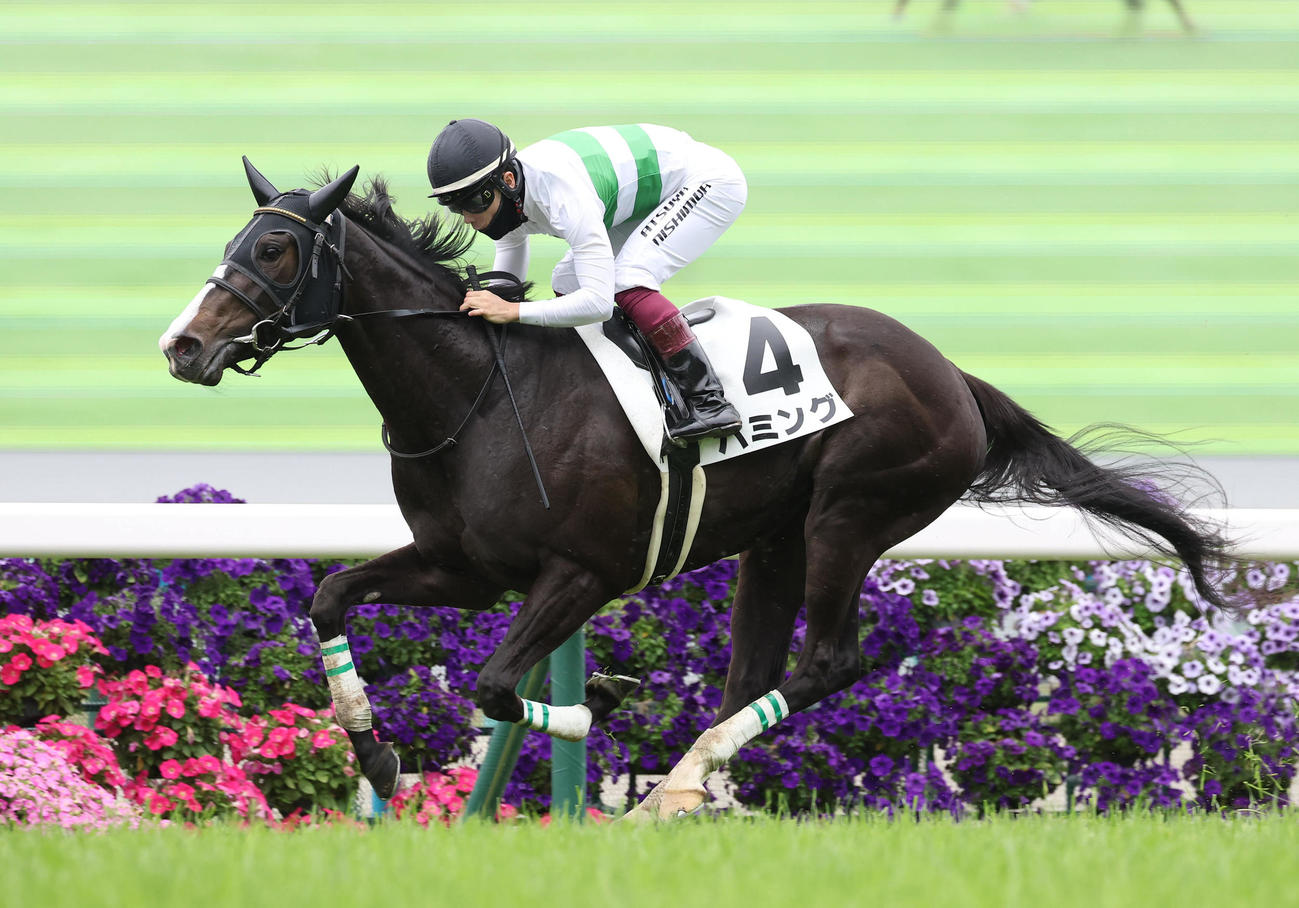 京都5R、3歳未勝利を勝ち上がったハミング（撮影・白石智彦）