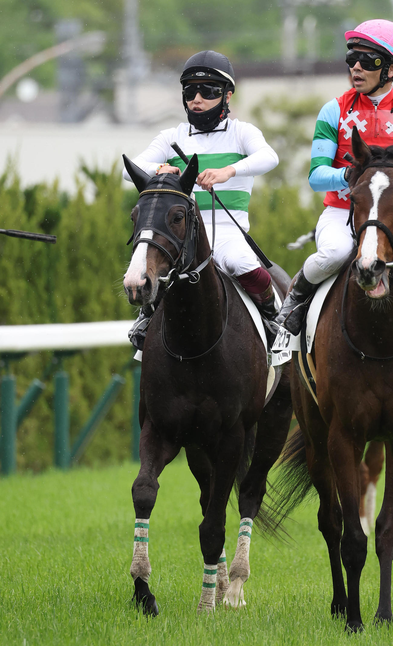 京都5R、3歳未勝利を勝ち上がったハミング（撮影・白石智彦）