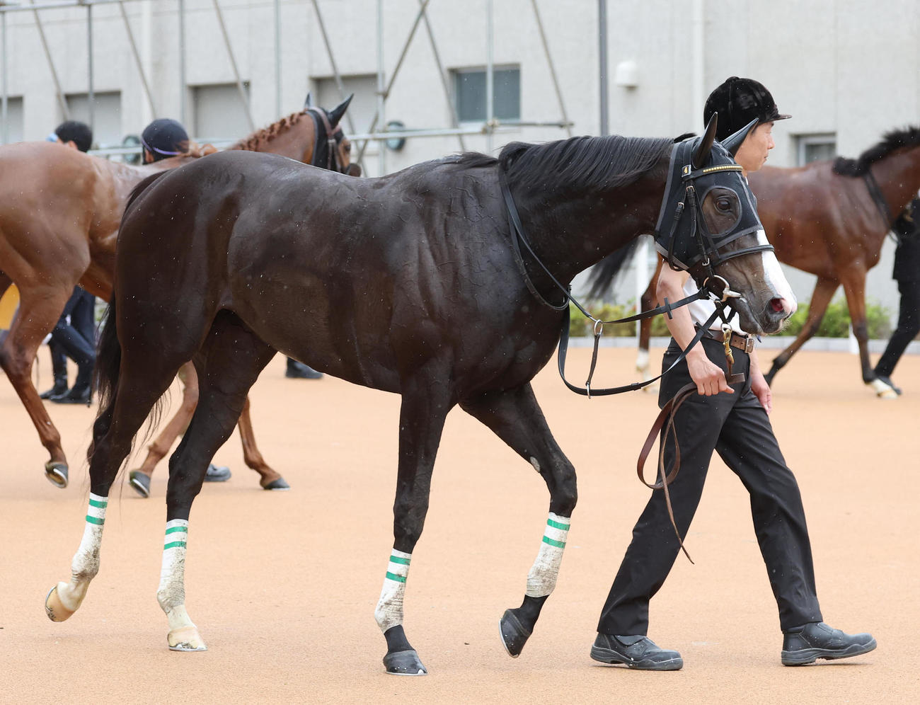 京都5R、3歳未勝利を勝ち上がったハミング（撮影・白石智彦）