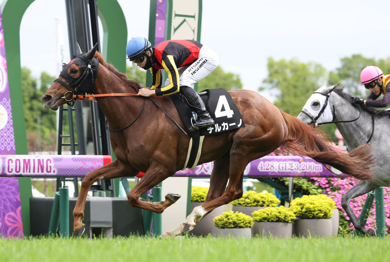 京都9R、直線鋭く伸びて矢車賞を制したチルカーノ（撮影・白石智彦）
